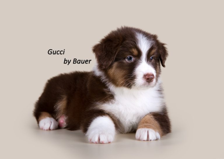 Gucci by Bauer ~ ТЕДДИ (НБТ)