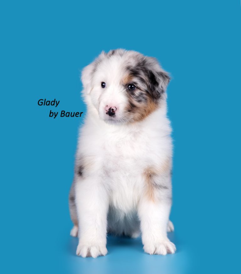 Glady by Bauer ~