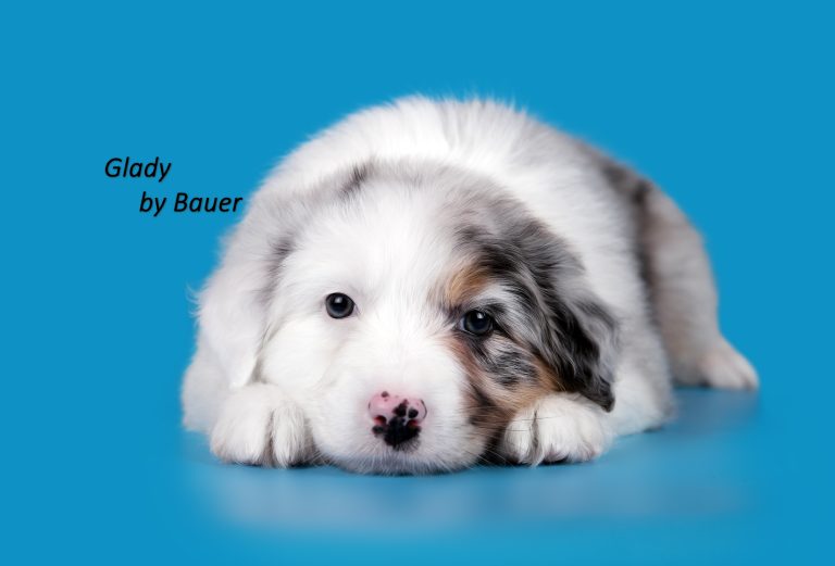 Glady by Bauer ~