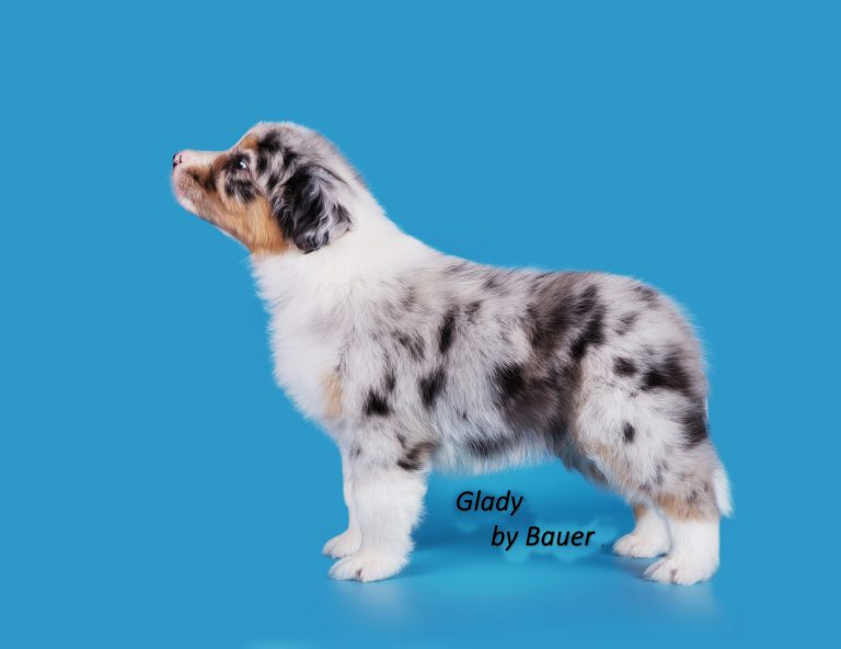 Glady by Bauer ~