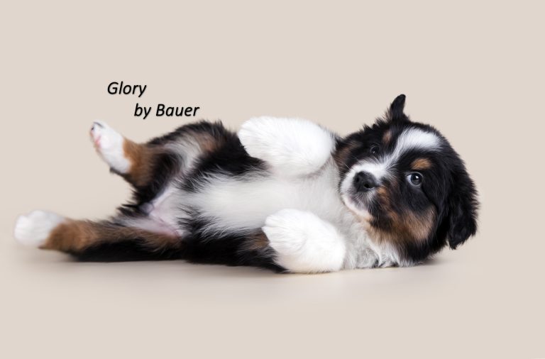 Glory by Bauer ~ АСЯ