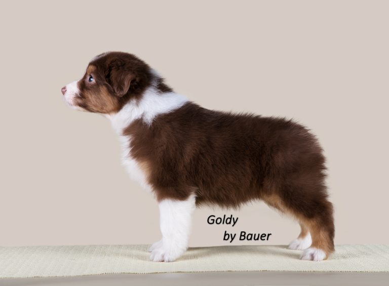 Goldy by Bauer ~ ШЕРИ