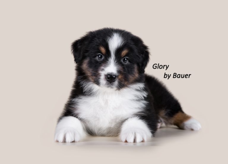 Glory by Bauer ~ АСЯ