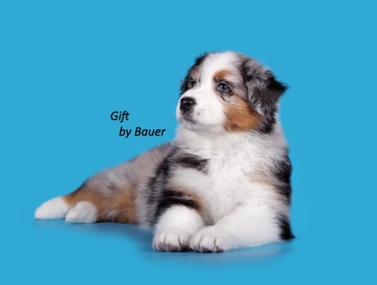 Gift by Bauer ~ ПЕПСИ (НБТ)