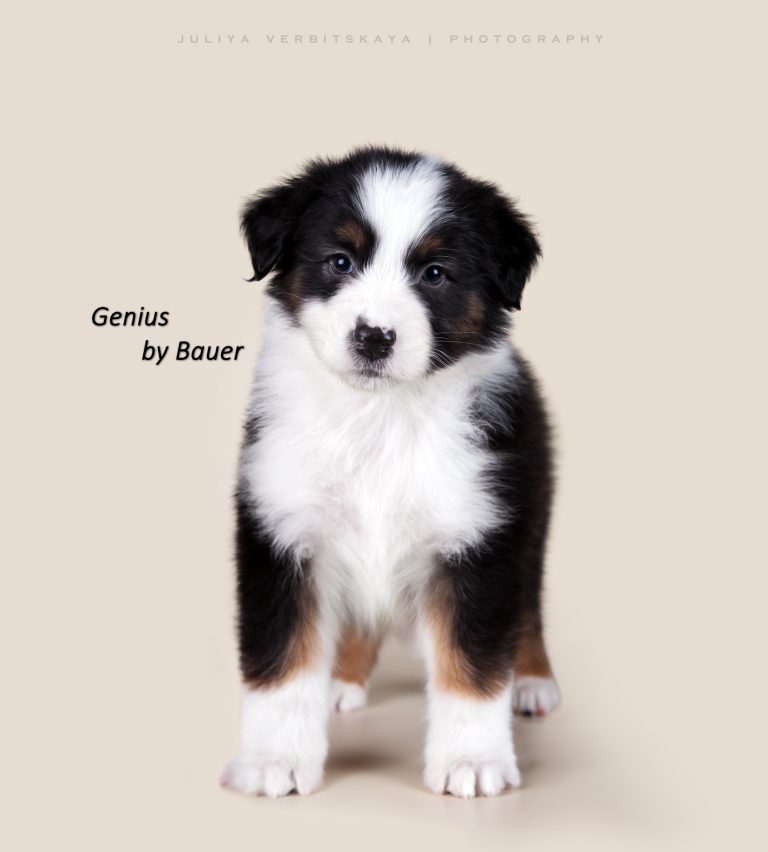 Genius by Bauer ~