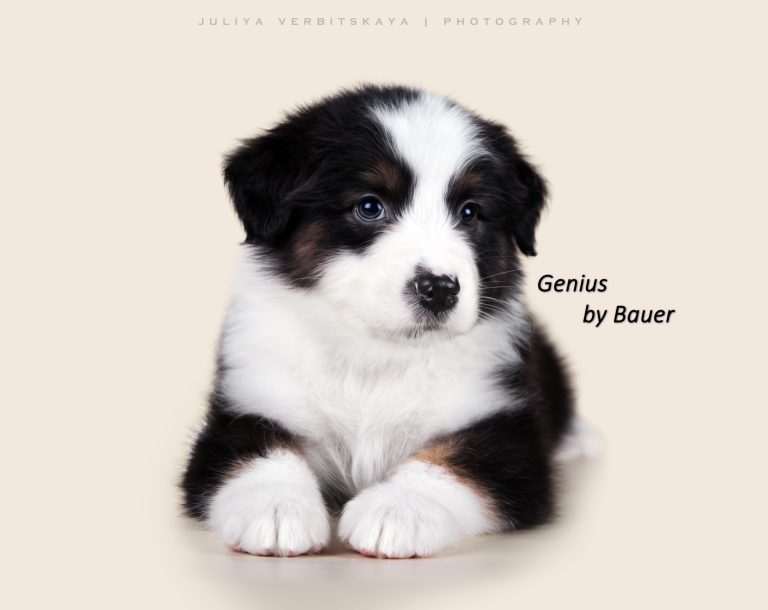 Genius by Bauer ~