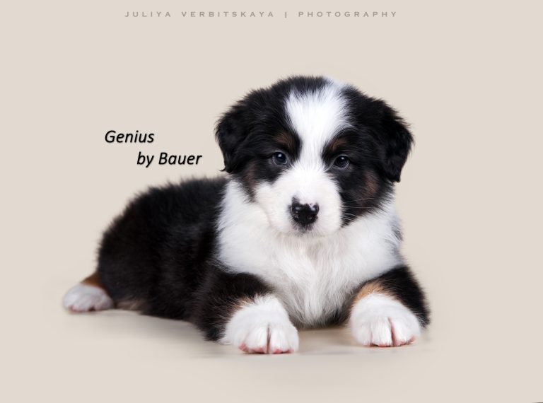 Genius by Bauer ~