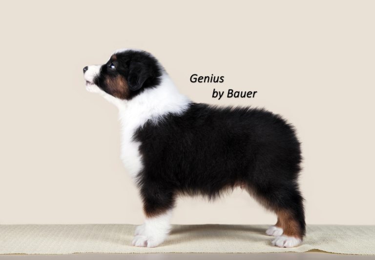 Genius by Bauer ~