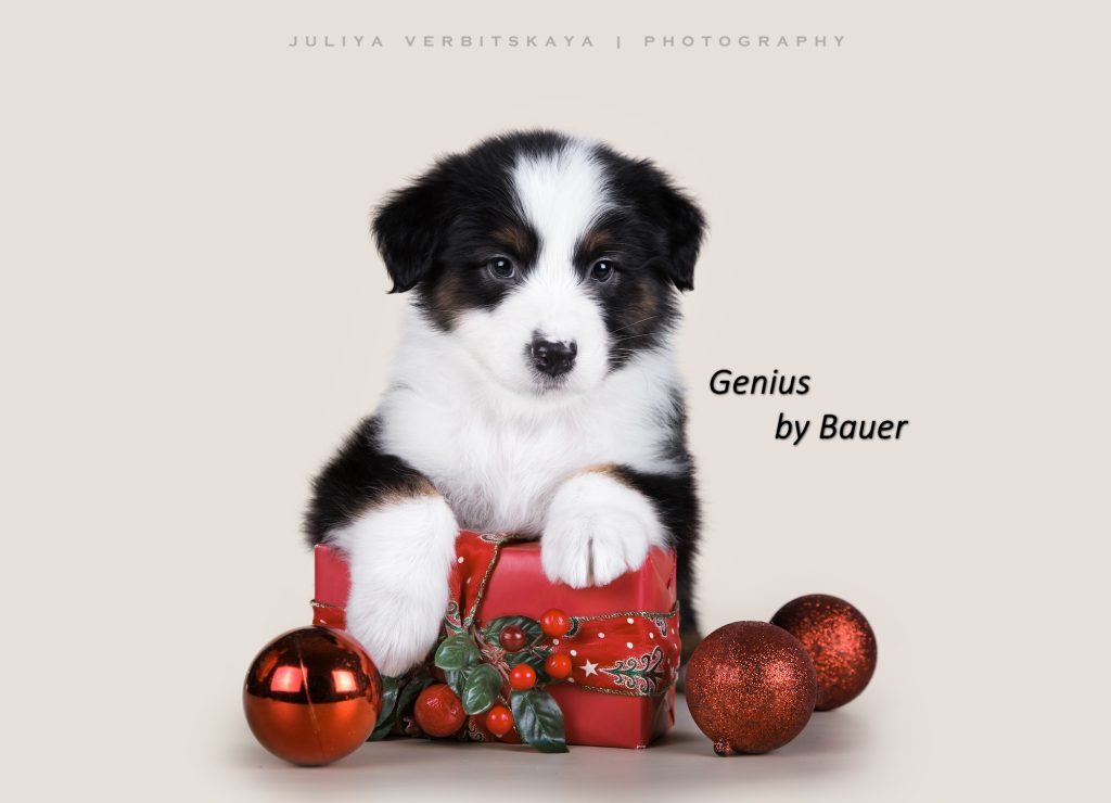 Щенок Genius by Bauer ~, Австралийская овчарка, окрас черный триколор