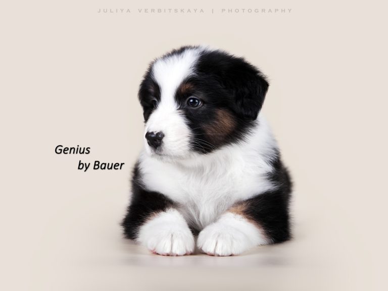 Genius by Bauer ~