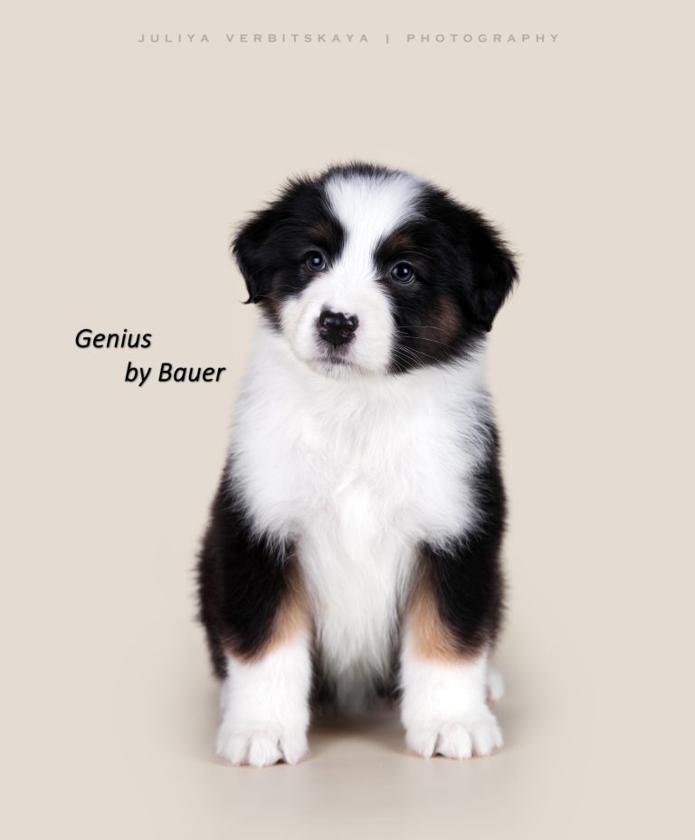 Genius by Bauer ~