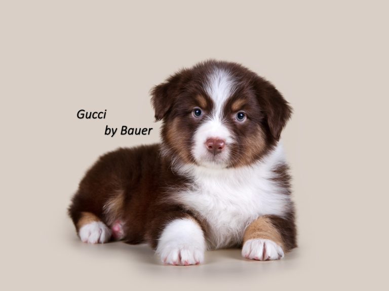 Gucci by Bauer ~ ТЕДДИ (НБТ)
