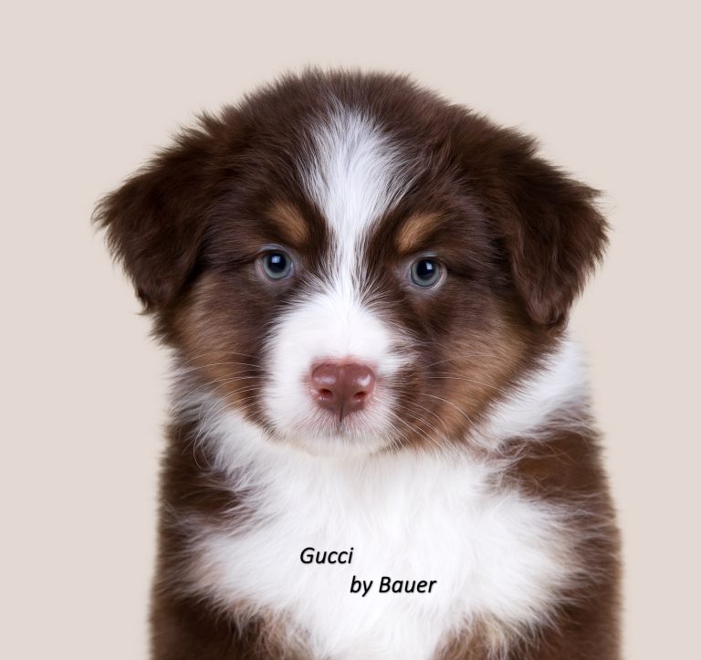 Gucci by Bauer ~ ТЕДДИ (НБТ)