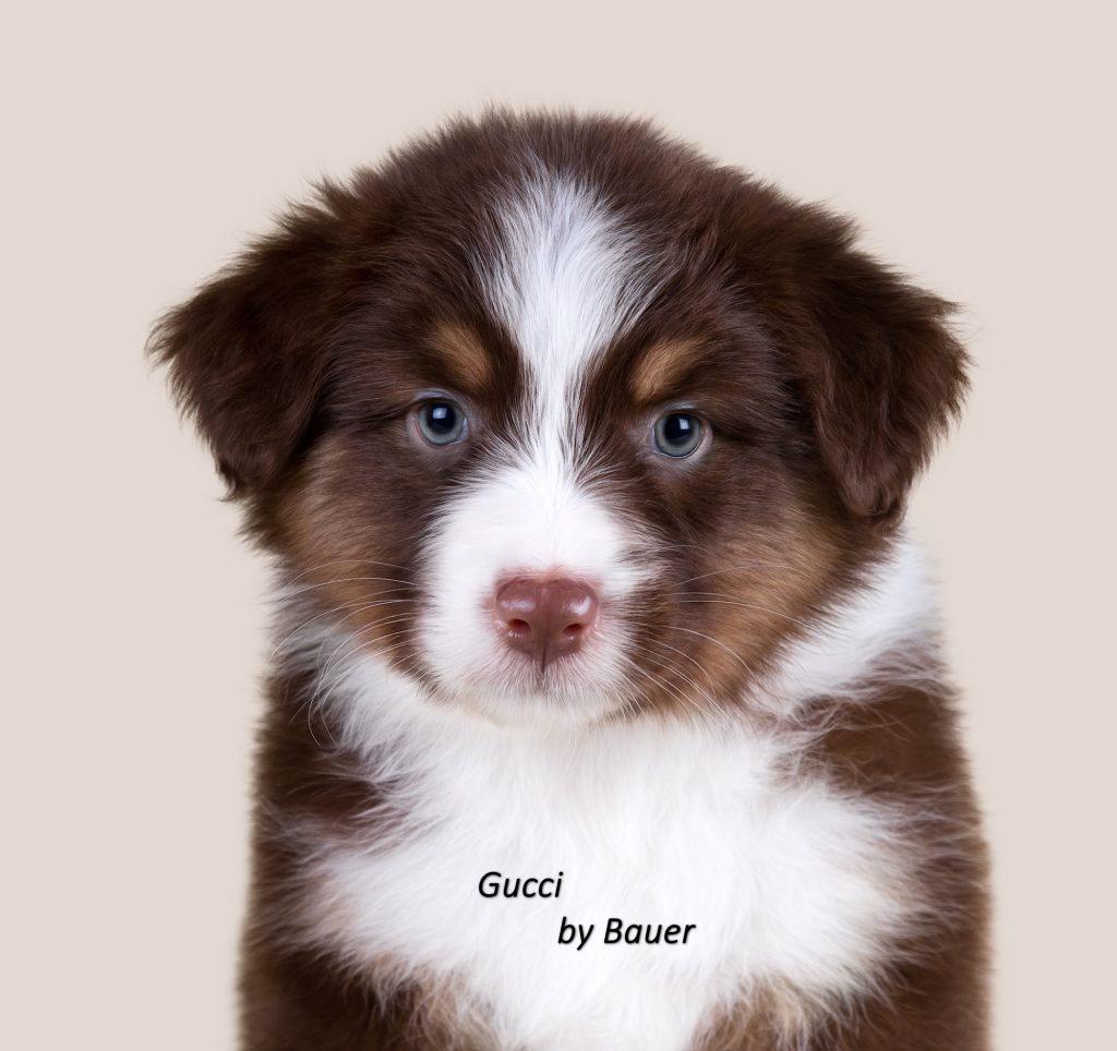 Щенок Gucci by Bauer ~ ТЕДДИ (НБТ), Австралийская овчарка, окрас красный триколор