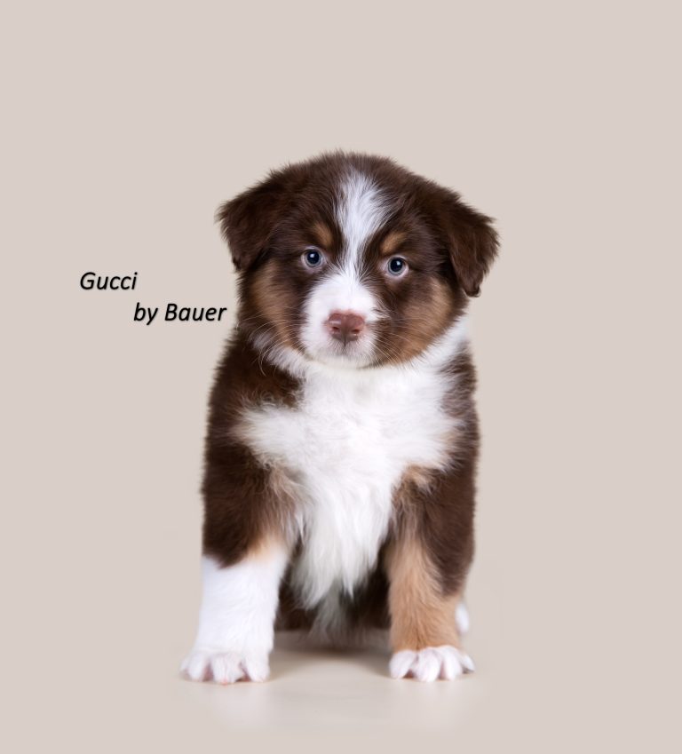 Gucci by Bauer ~ ТЕДДИ (НБТ)