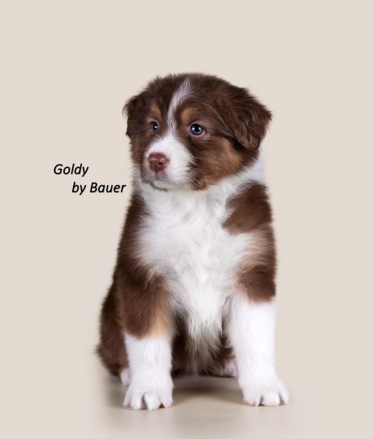 Goldy by Bauer ~ ШЕРИ