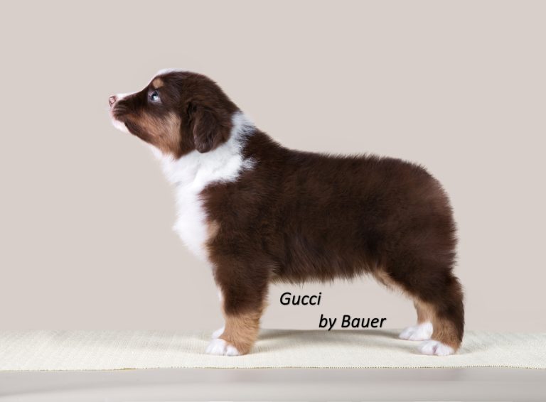 Gucci by Bauer ~ ТЕДДИ (НБТ)