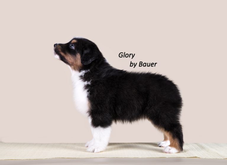 Glory by Bauer ~ АСЯ