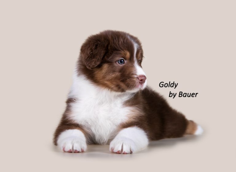 Goldy by Bauer ~ ШЕРИ