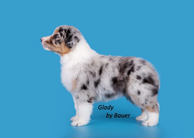Glady by Bauer ~
