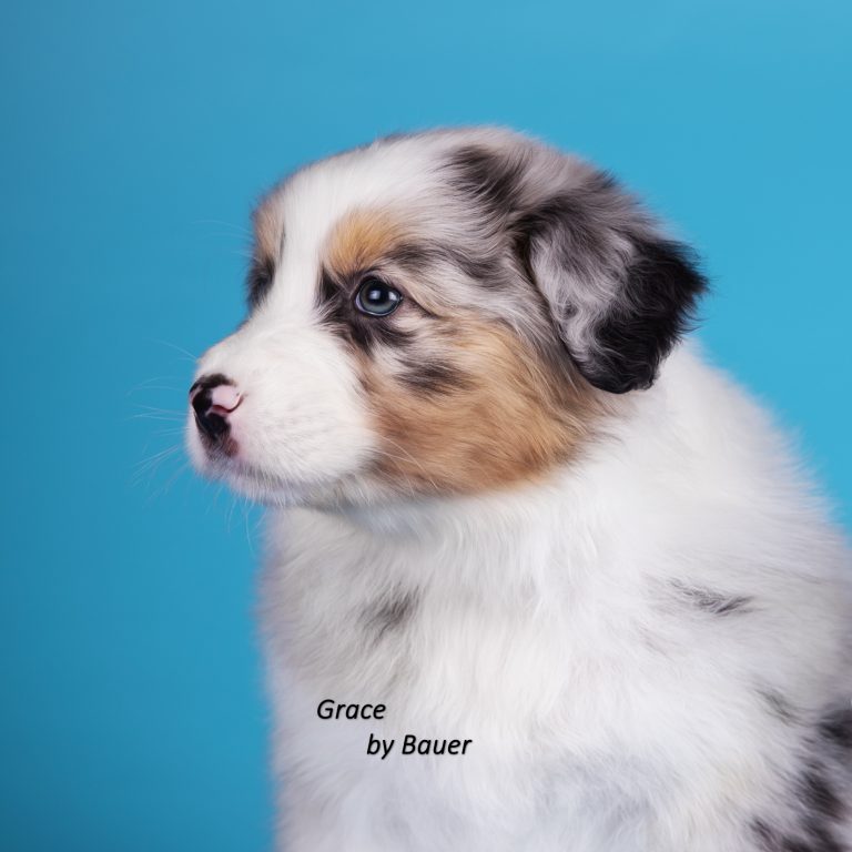 Grace by Bauer ~