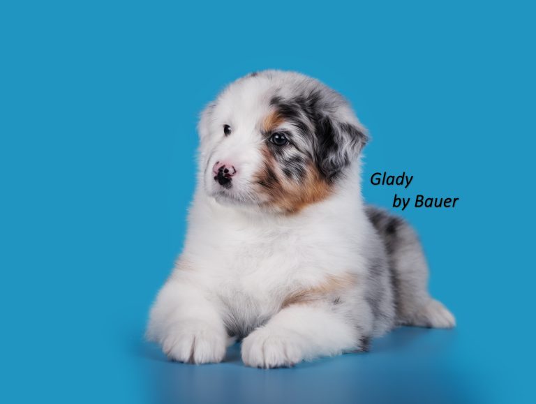 Glady by Bauer ~