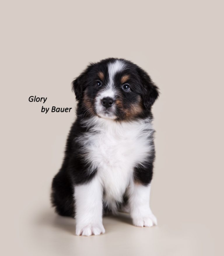 Glory by Bauer ~ АСЯ