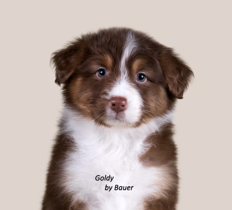 Goldy by Bauer ~ ШЕРИ