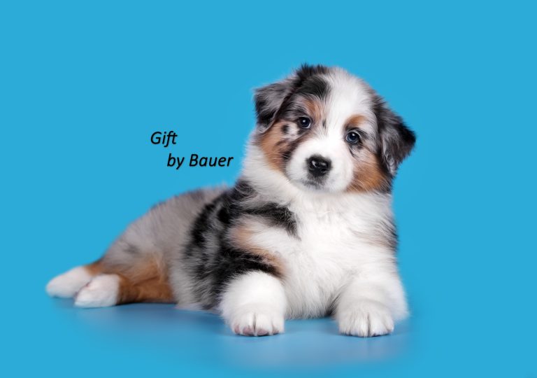 Gift by Bauer ~ ПЕПСИ (НБТ)