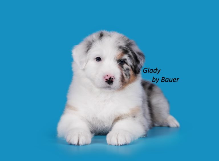 Glady by Bauer ~