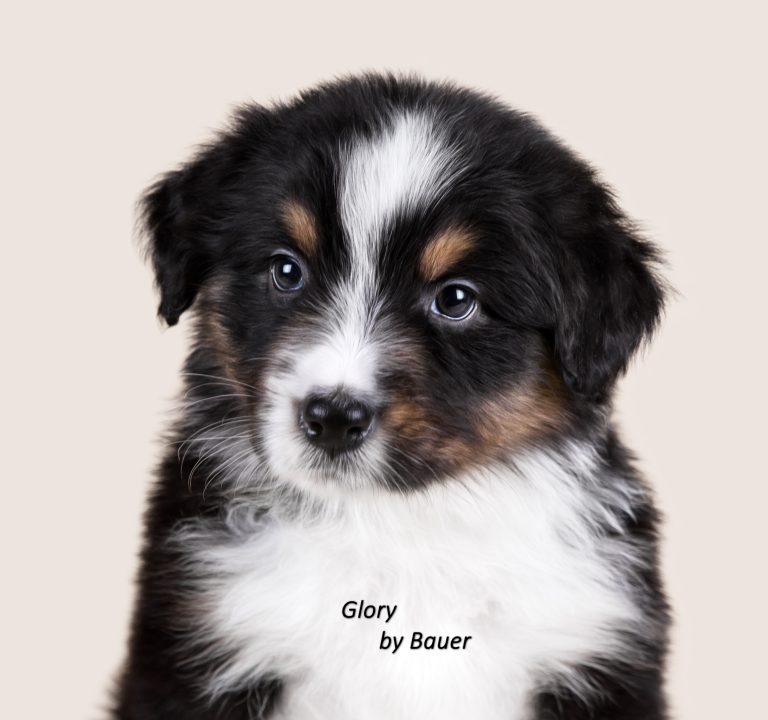 Glory by Bauer ~ АСЯ