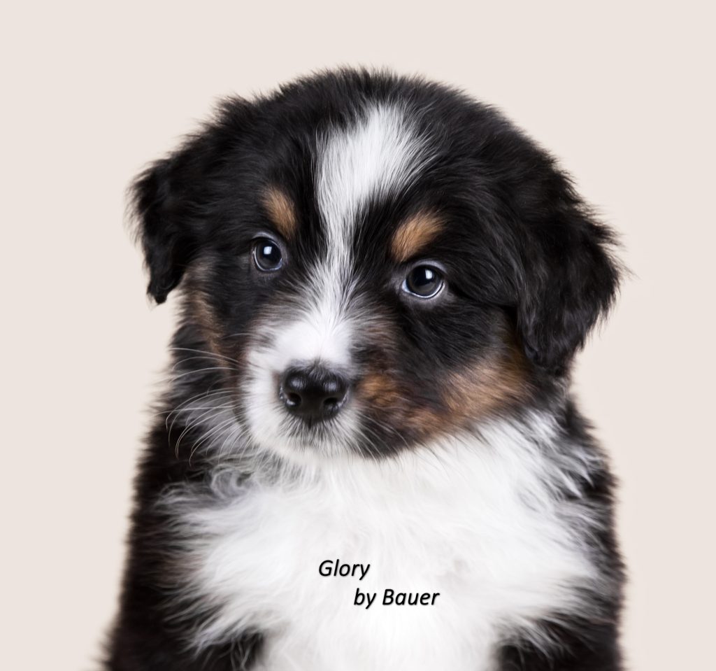 Щенок Glory by Bauer ~ АСЯ, Австралийская овчарка, окрас черный триколор
