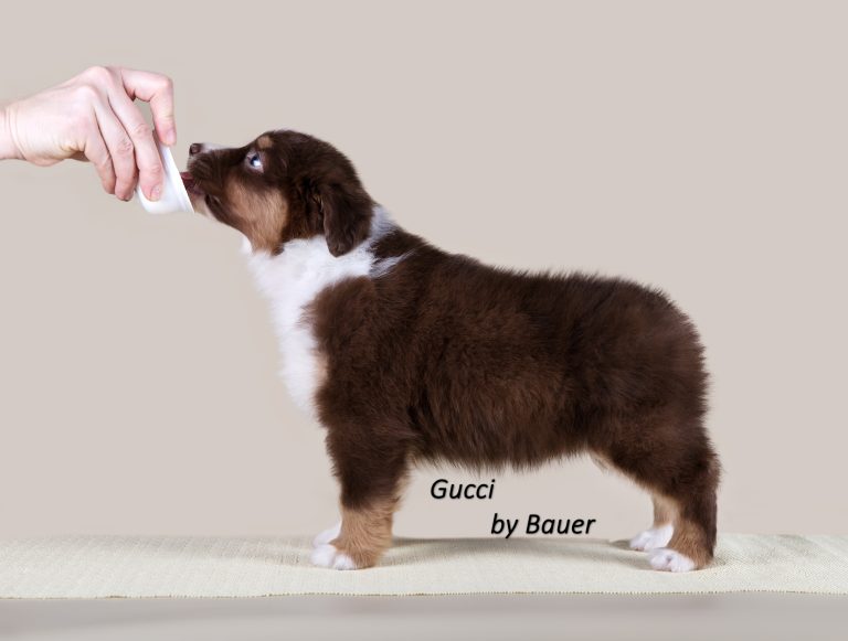 Gucci by Bauer ~ ТЕДДИ (НБТ)