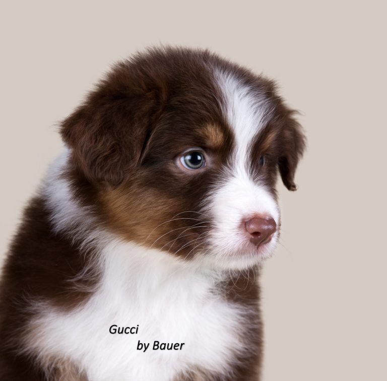 Gucci by Bauer ~ ТЕДДИ (НБТ)