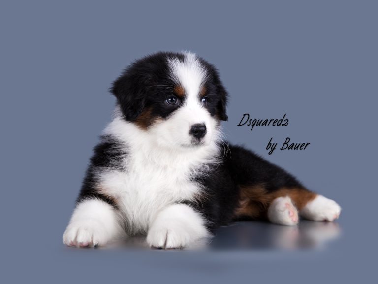 Dsquared2 by Bauer ~