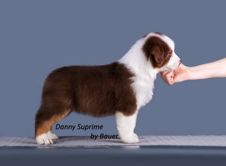 Danny Suprime by Bauer ~ ДЕНИ