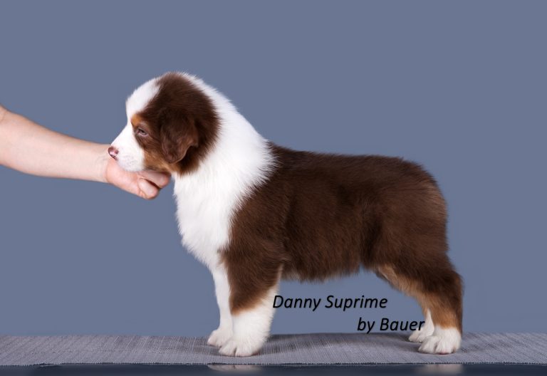 Danny Suprime by Bauer ~ ДЕНИ