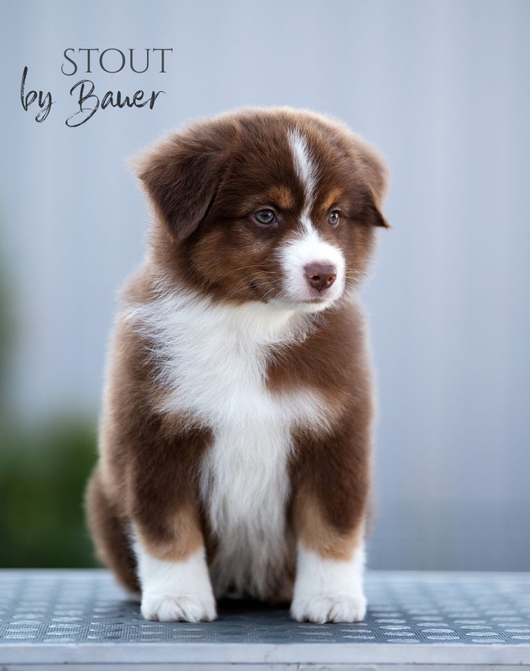 Stout by Bauer ~