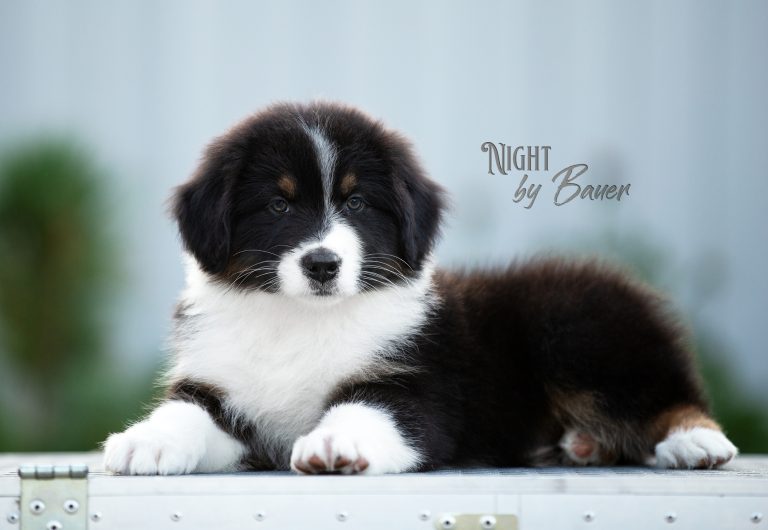 Night by Bauer ~