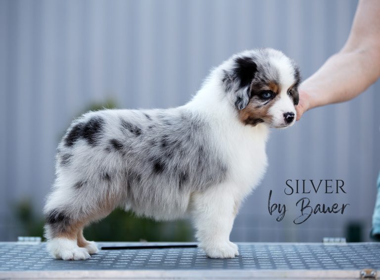 Silver by Bauer ~