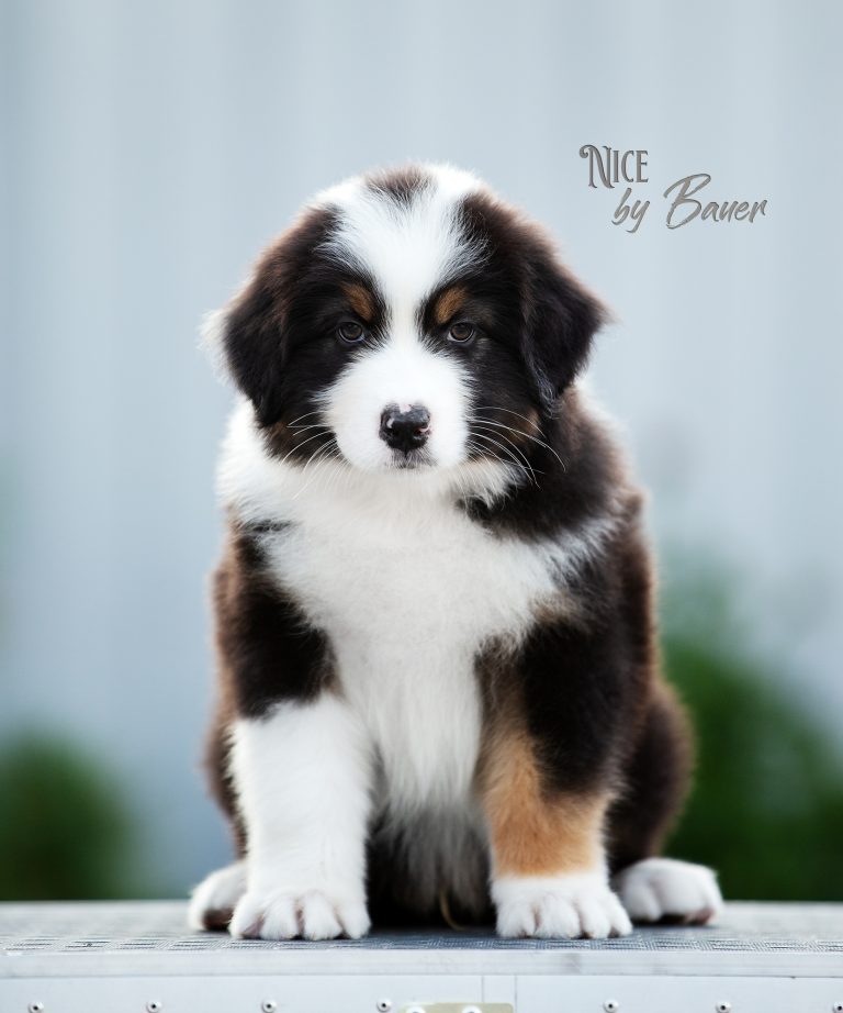 Nice by Bauer ~ АРЧИ
