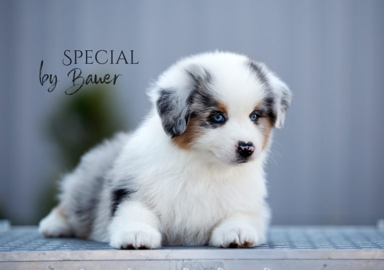 Special by Bauer ~