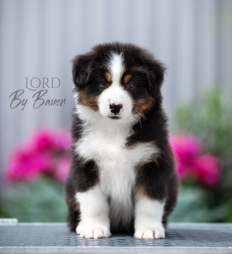 Lord by Bauer ~