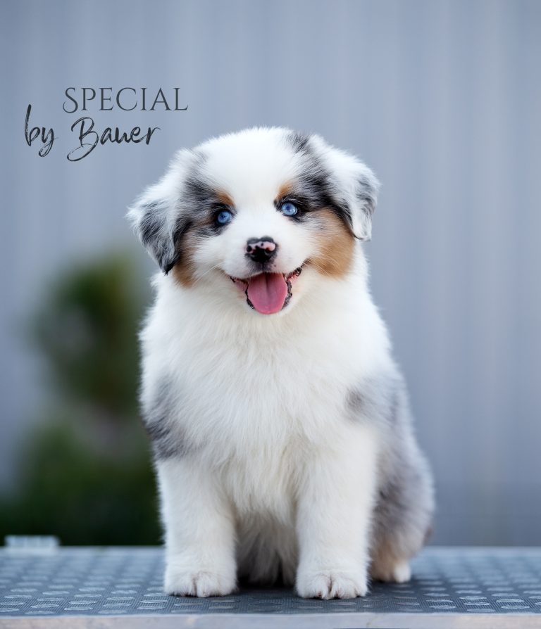 Special by Bauer ~