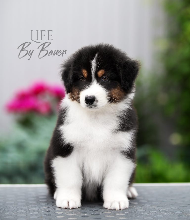 Life by Bauer ~