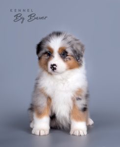 Blue Curacao by Bauer (КФ) ~ БЬЮТА, Австралийская овчарка, фото 10 — питомник by Bauer