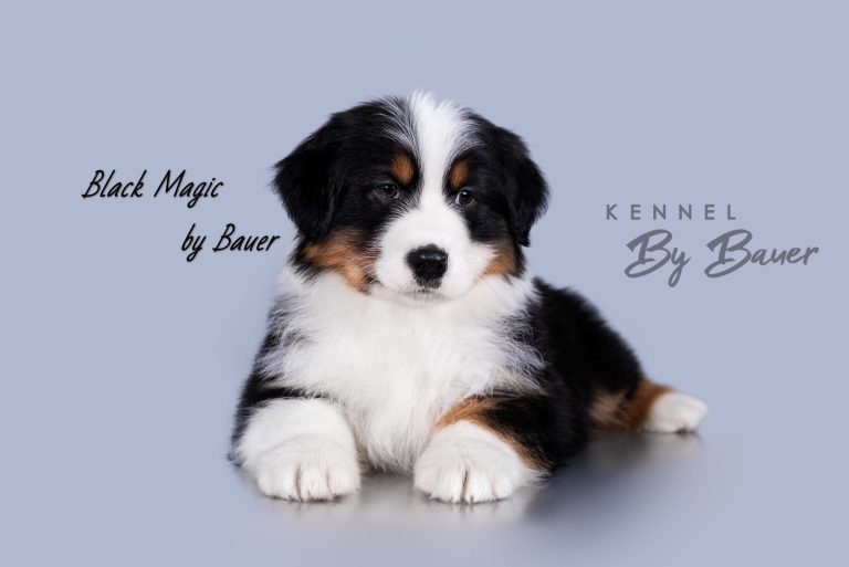 Black Magic by Bauer (КФ) ~