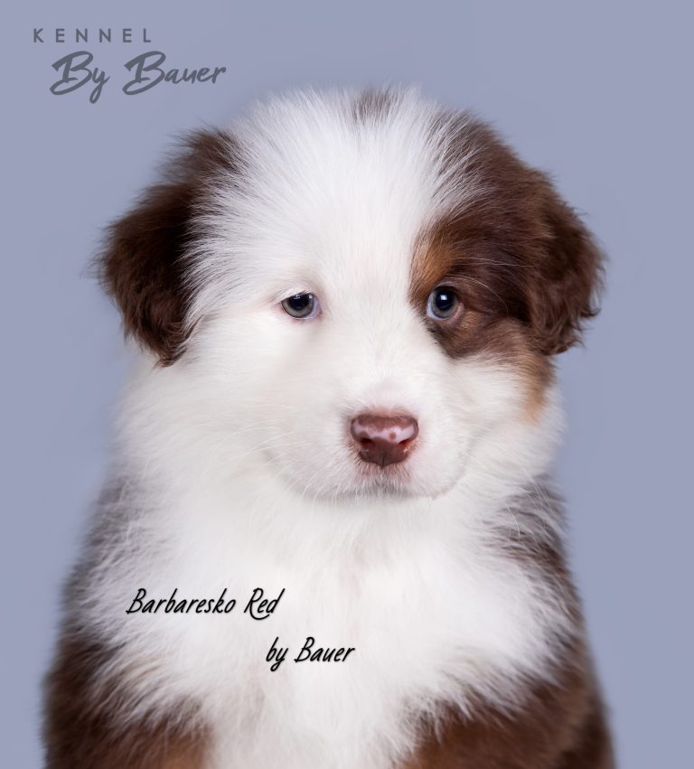 Barbaresko Red by Bauer ~
