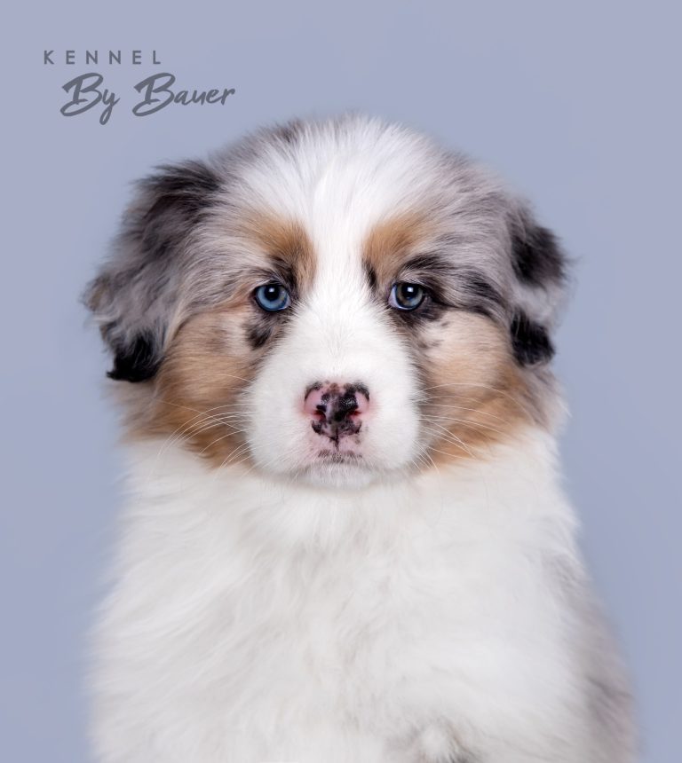 Bosio Gavi by Bauer (КФ) ~ БЕЛЛА