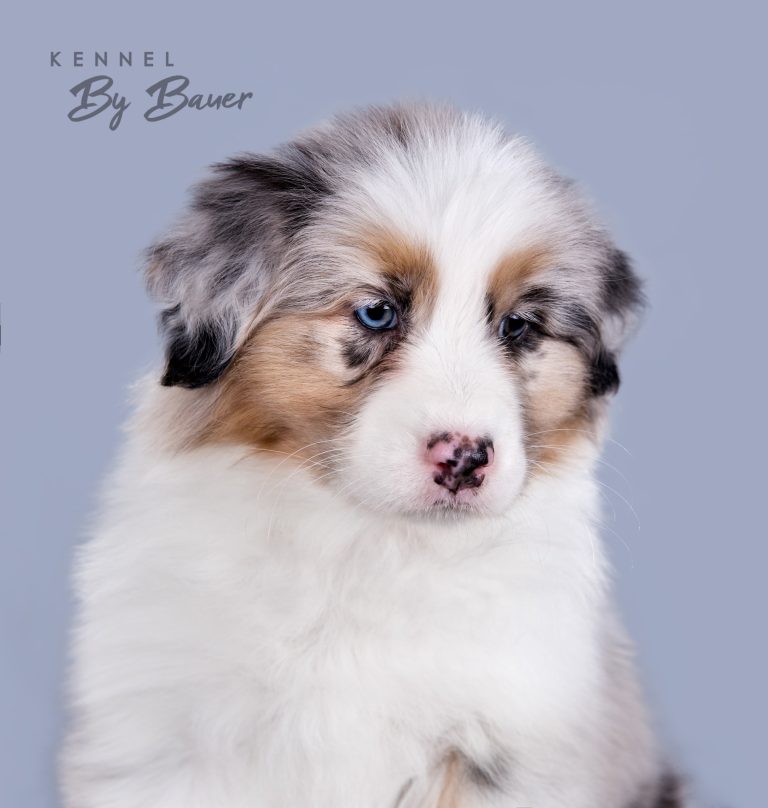 Bosio Gavi by Bauer (КФ) ~ БЕЛЛА